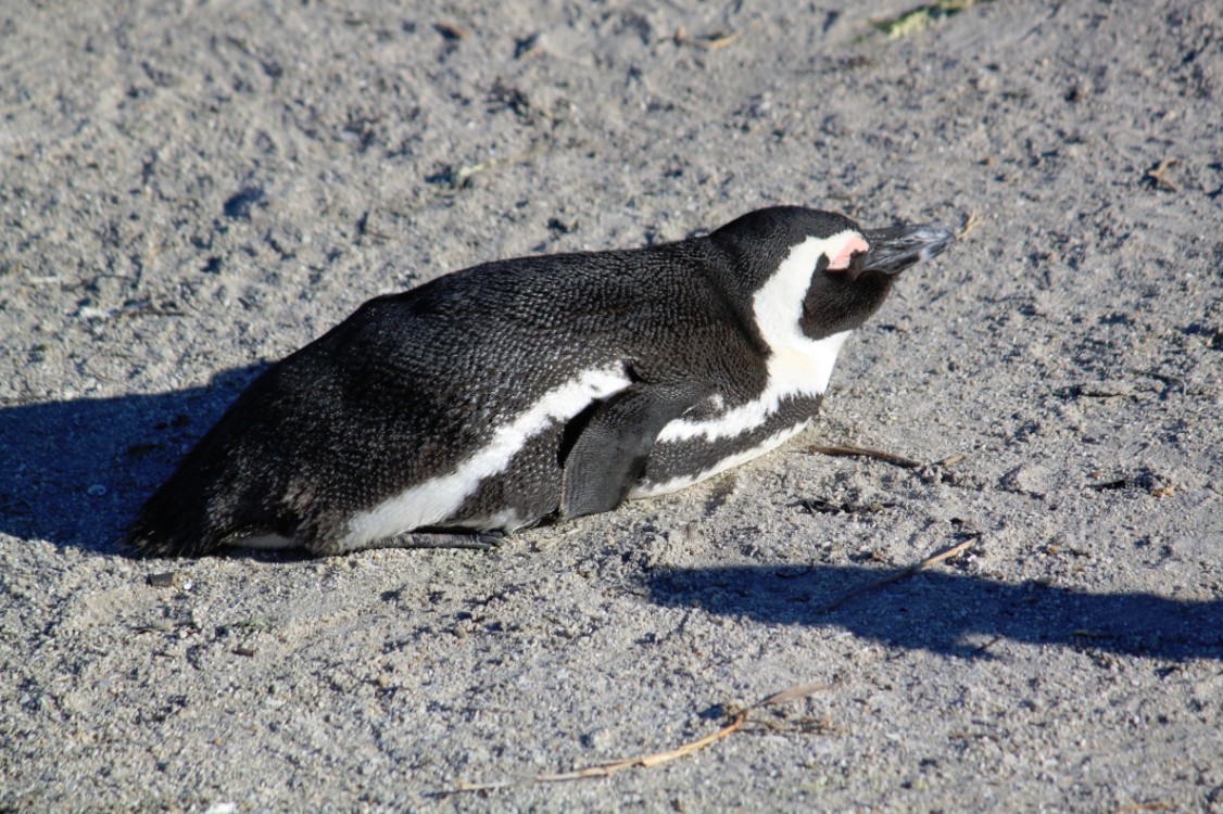 ZuidAfrika_Kaapstad_Kaap_2015_Img0259