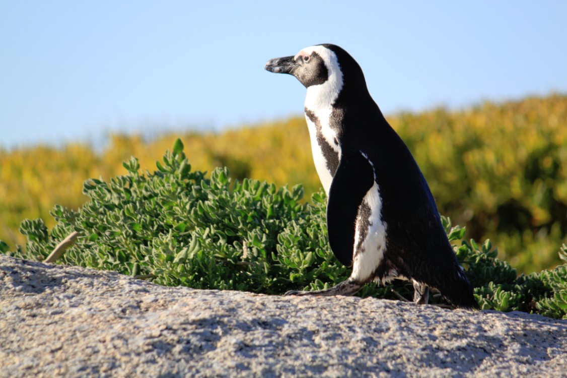 ZuidAfrika_Kaapstad_Kaap_2015_Img0277