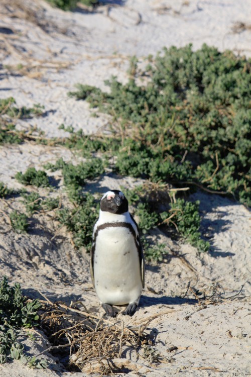 ZuidAfrika_Kaapstad_Kaap_2015_Img0280