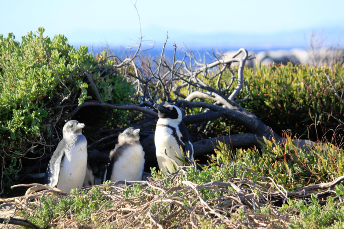 ZuidAfrika_Kaapstad_Kaap_2015_Img0281