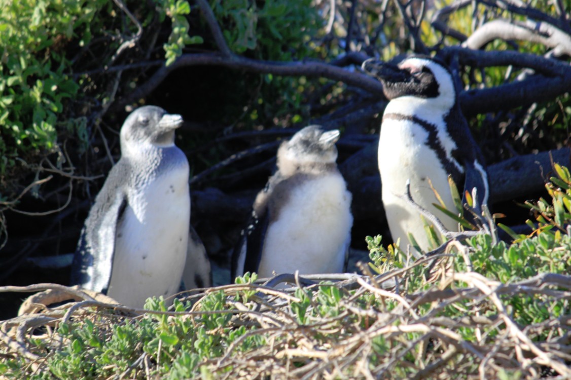 ZuidAfrika_Kaapstad_Kaap_2015_Img0282