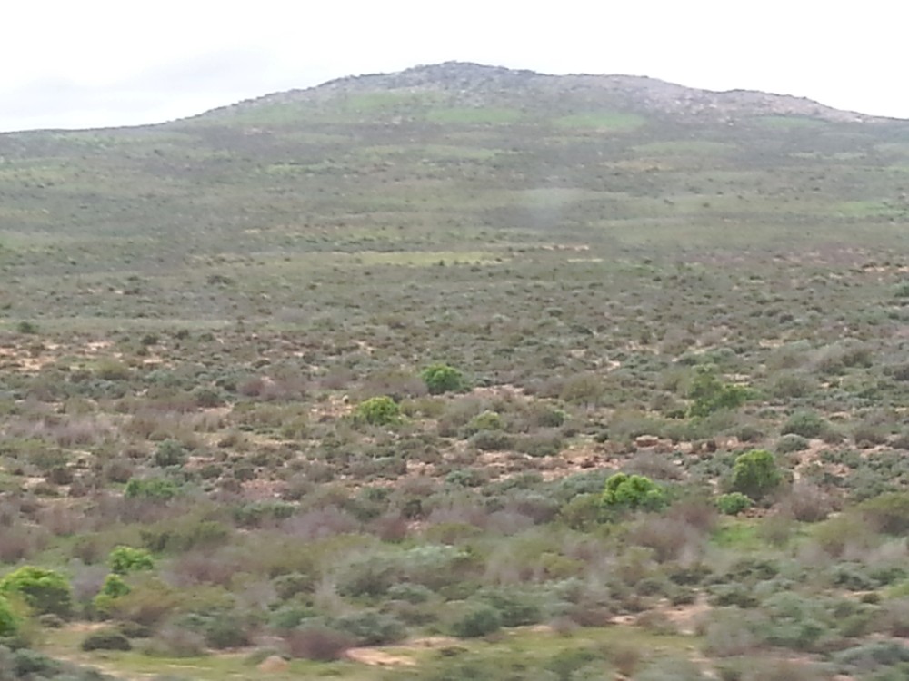 ZuidAfrika_Namaqualand_2015_Img0037