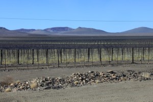 Deze plantages worden geirrigeerd met water uit de Oranjerivier...