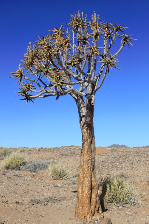 Namibie_AiAis_2015_Img0070