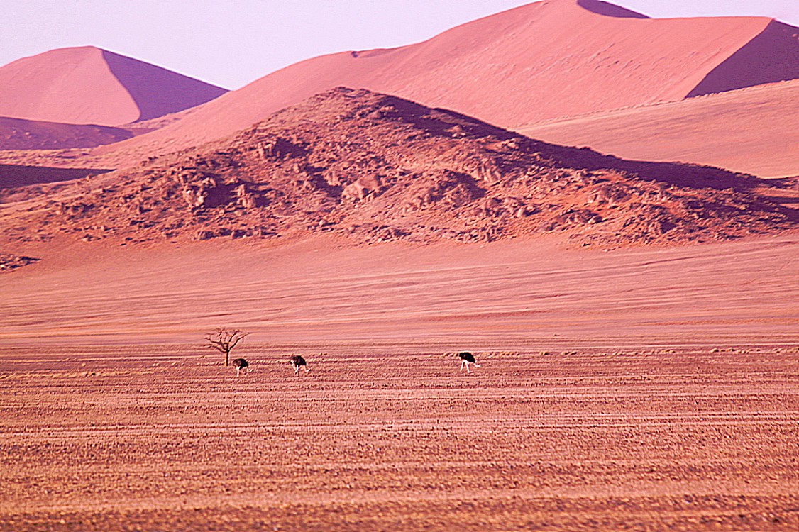 Namibie_Namib_Dunes_2015_Img0007