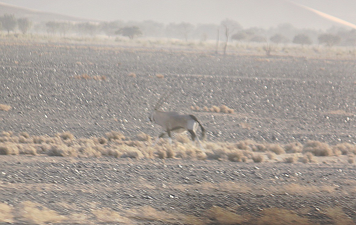 Namibie_Namib_Dunes_2015_Img0008