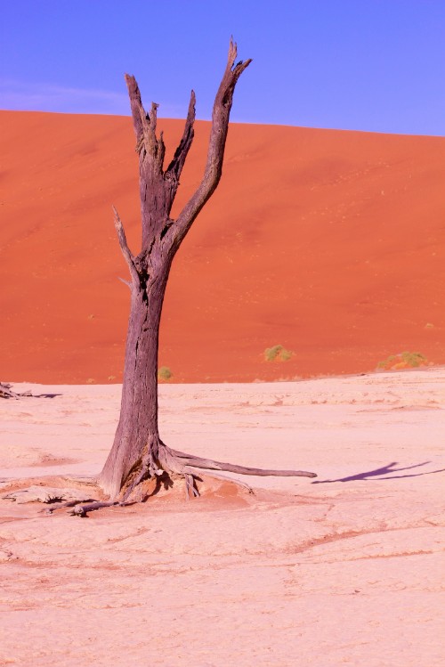 Namibie_Namib_Dunes_2015_Img0035