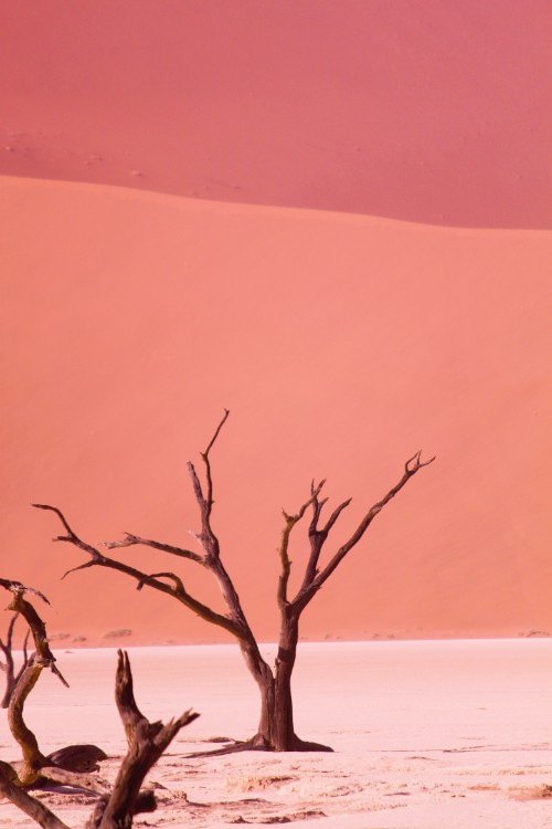 Namibie_Namib_Dunes_2015_Img0037