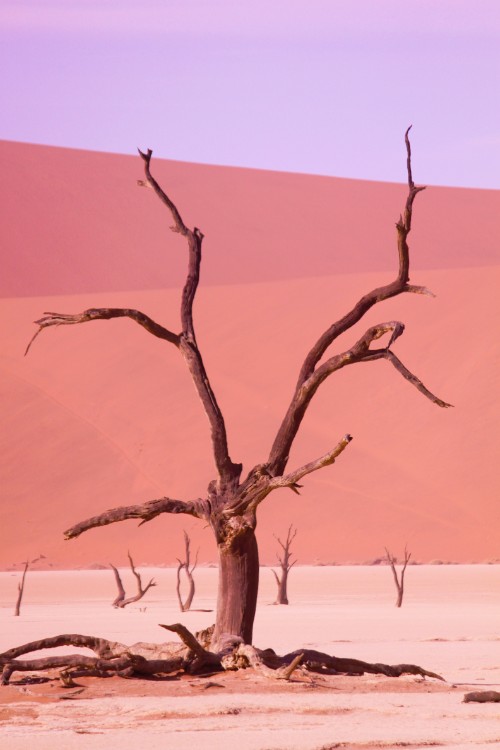 Namibie_Namib_Dunes_2015_Img0038