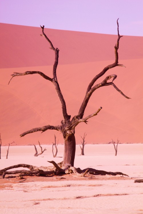 Namibie_Namib_Dunes_2015_Img0039