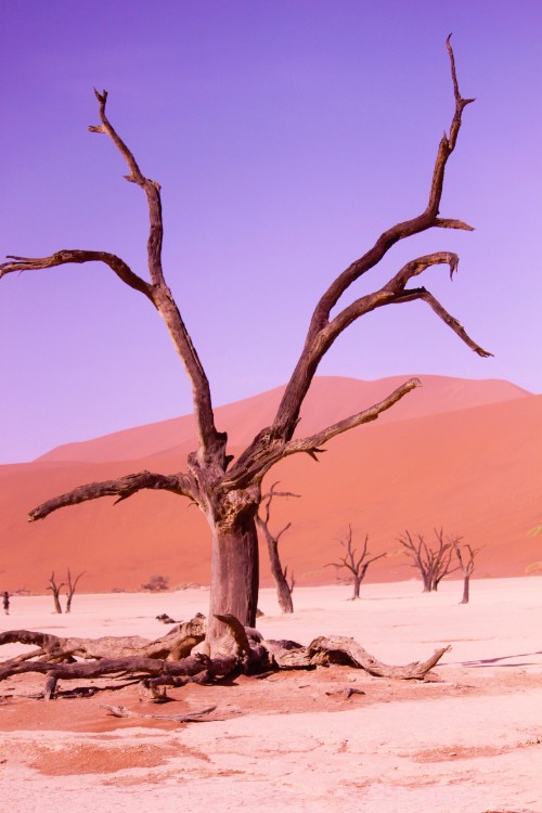 Namibie_Namib_Dunes_2015_Img0040