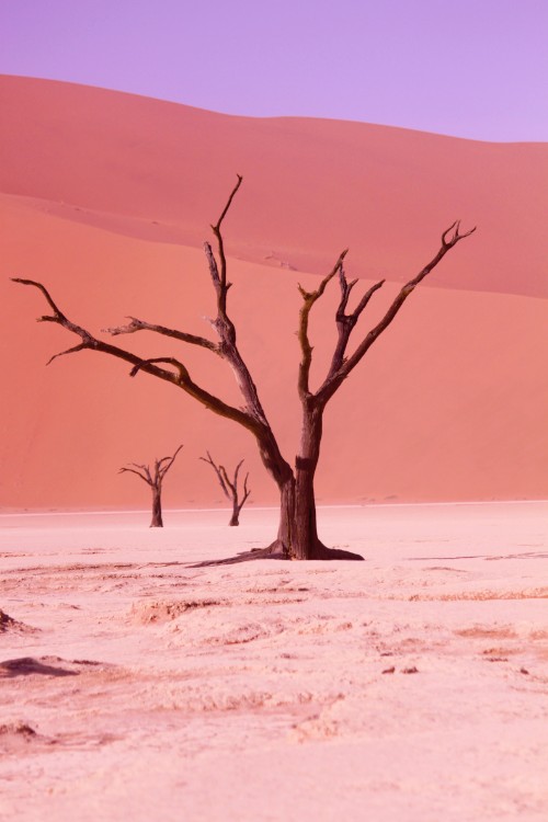 Namibie_Namib_Dunes_2015_Img0041