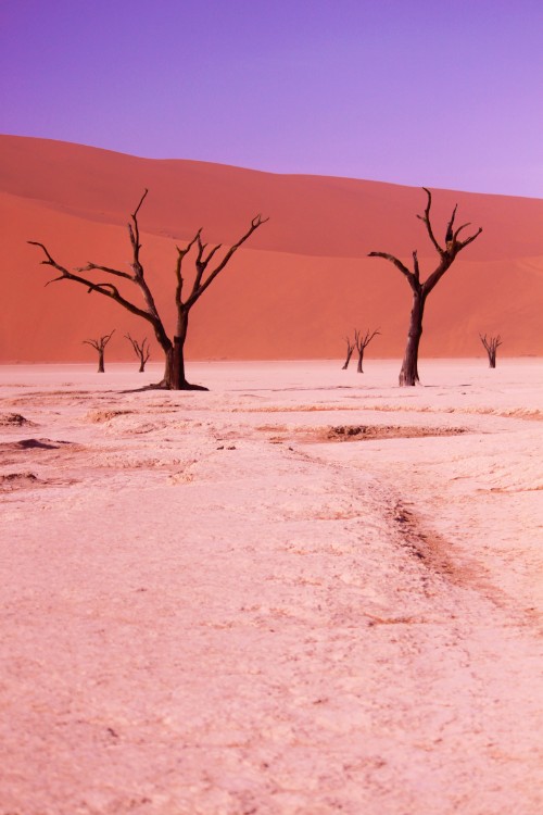 Namibie_Namib_Dunes_2015_Img0042
