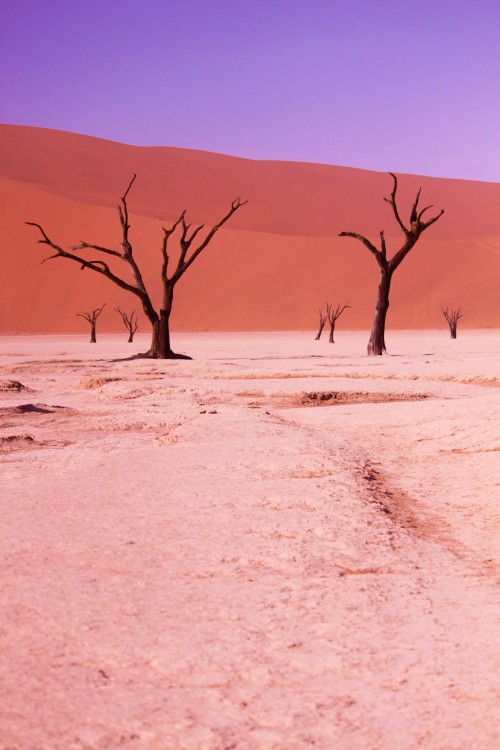 Namibie_Namib_Dunes_2015_Img0042