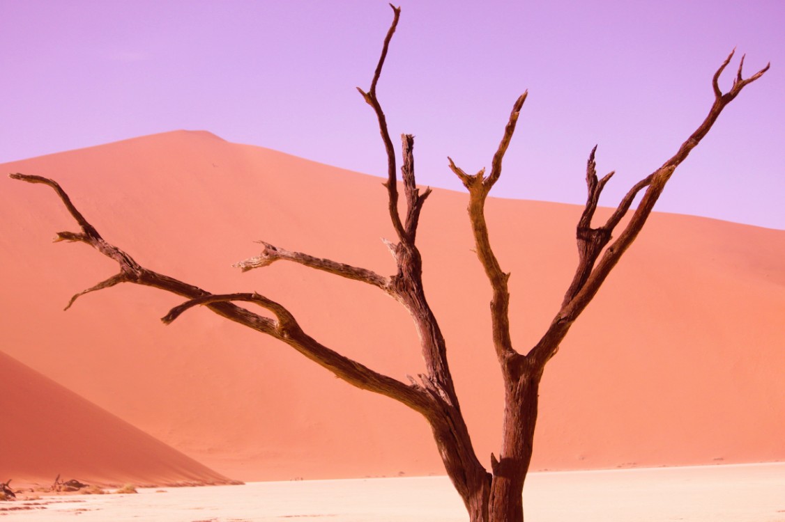 Namibie_Namib_Dunes_2015_Img0044