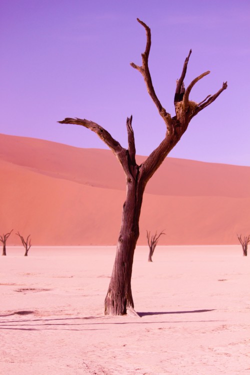 Namibie_Namib_Dunes_2015_Img0045