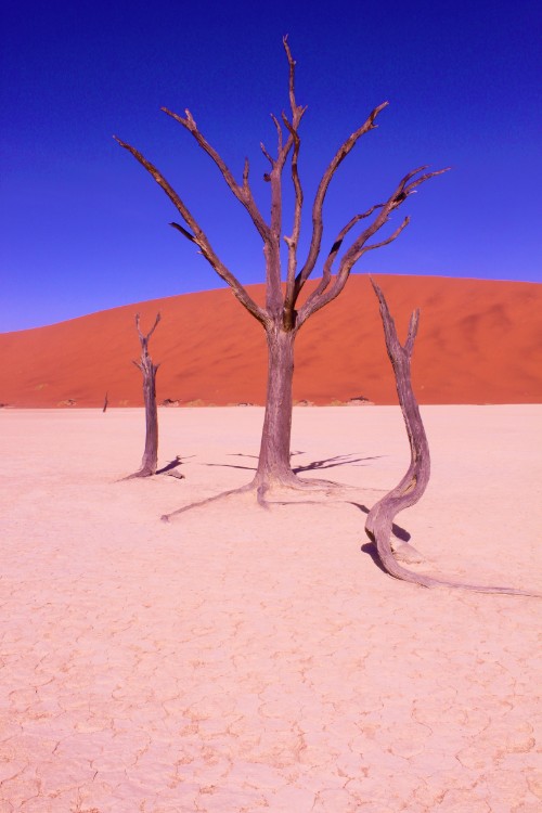 Namibie_Namib_Dunes_2015_Img0059