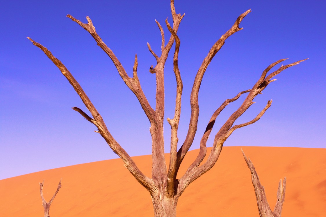 Namibie_Namib_Dunes_2015_Img0060