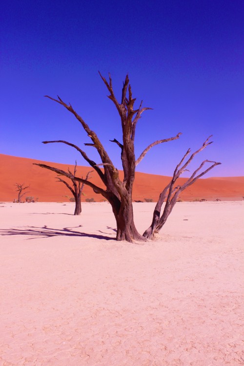 Namibie_Namib_Dunes_2015_Img0063