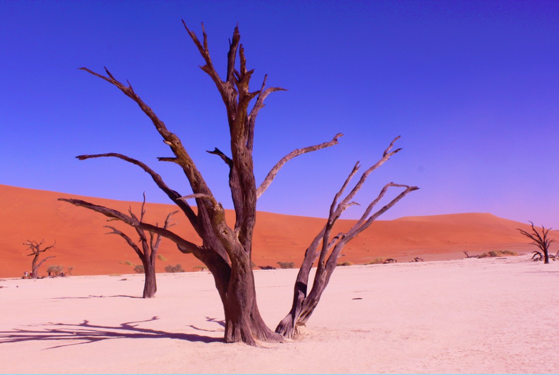 Namibie_Namib_Dunes_2015_Img0064