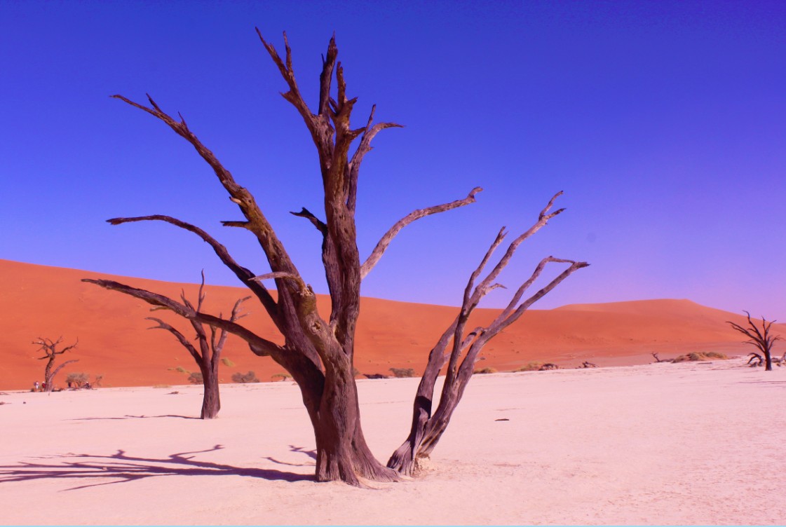 Namibie_Namib_Dunes_2015_Img0064