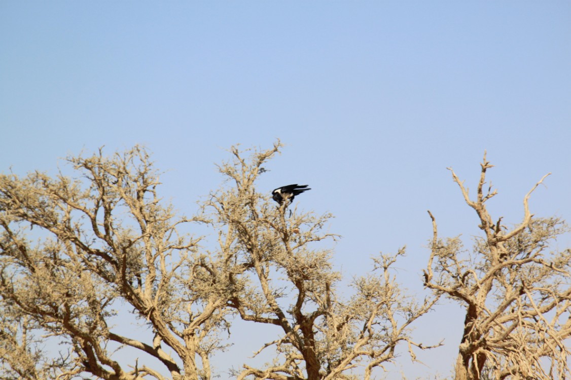 Namibie_Namib_Dunes_2015_Img0085