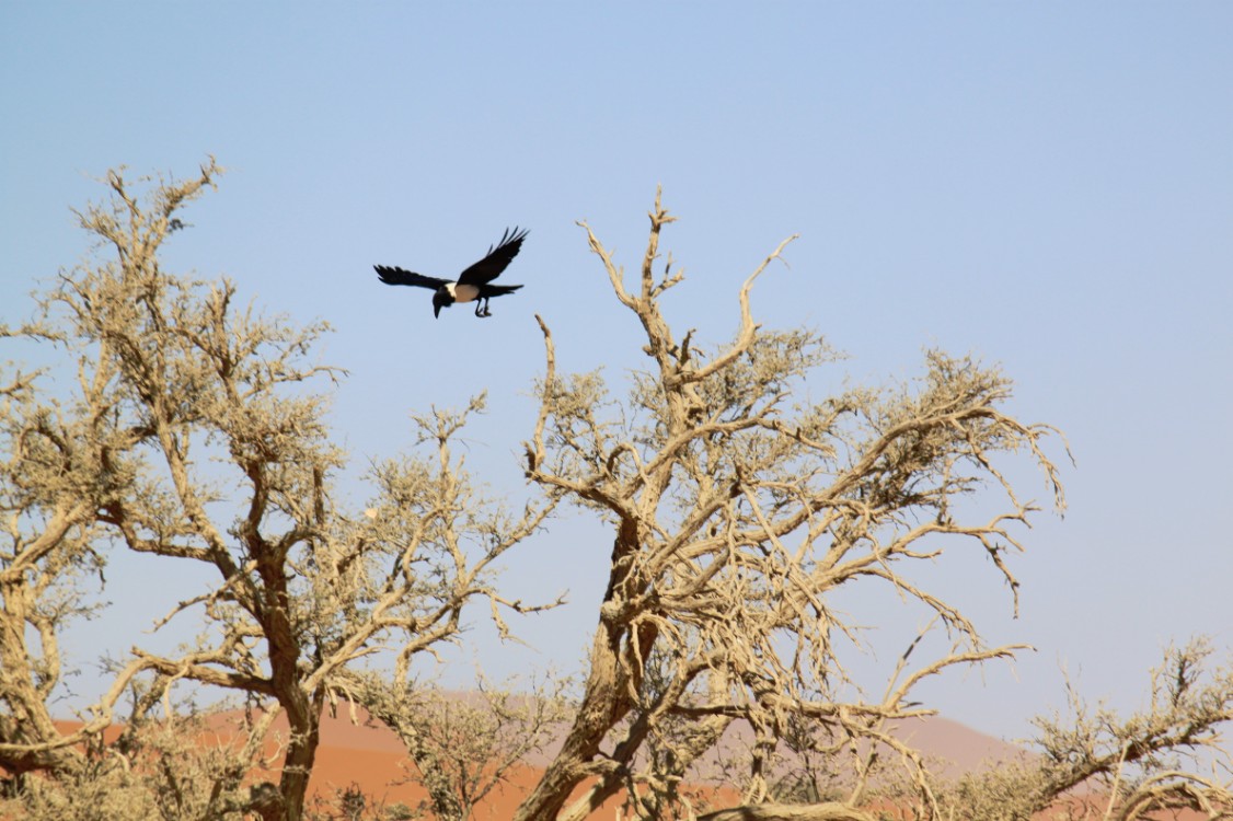 Namibie_Namib_Dunes_2015_Img0086