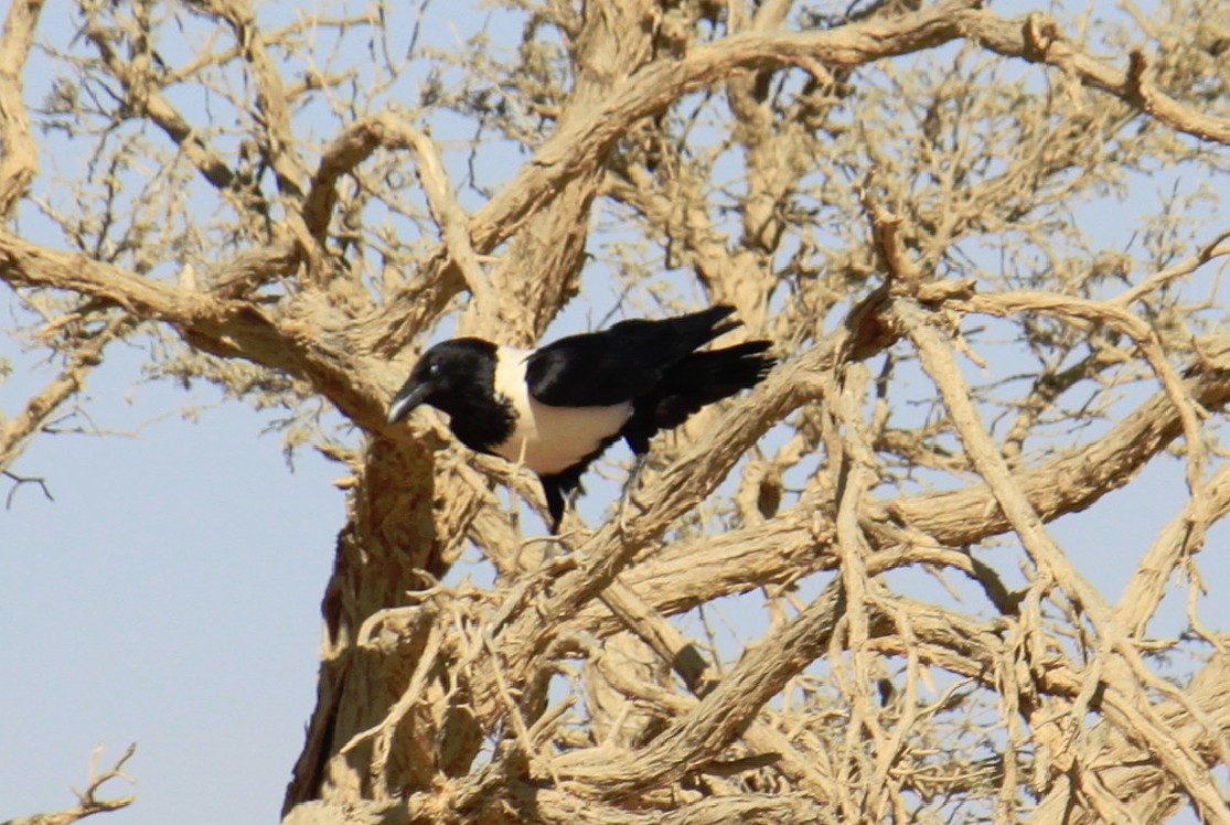 Namibie_Namib_Dunes_2015_Img0087