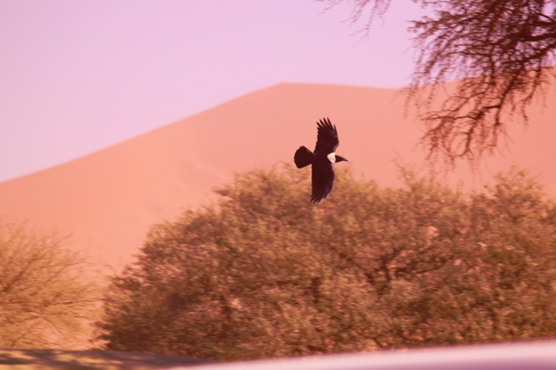 Namibie_Namib_Dunes_2015_Img0088