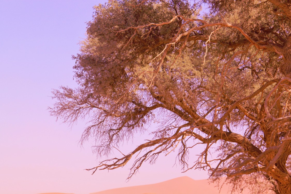 Namibie_Namib_Dunes_2015_Img0090a