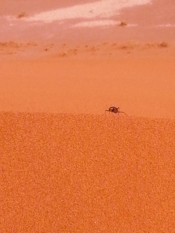 Namibie_Namib_Dunes_2015_Img0095