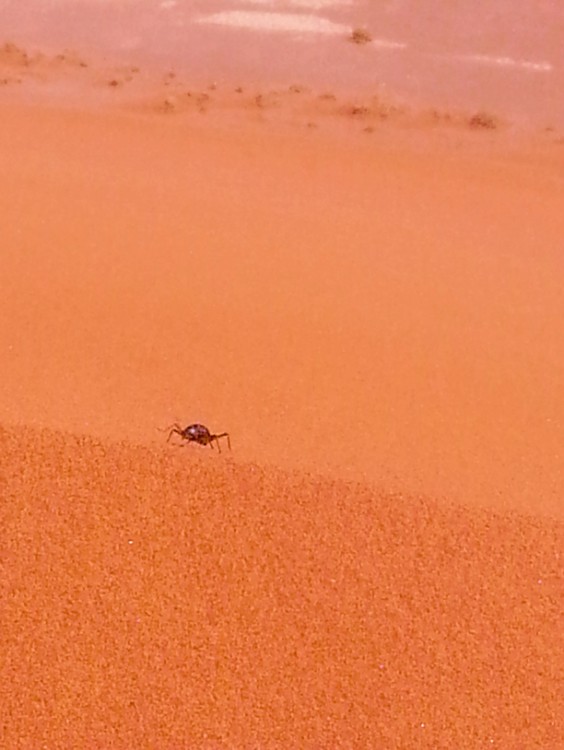 Namibie_Namib_Dunes_2015_Img0096