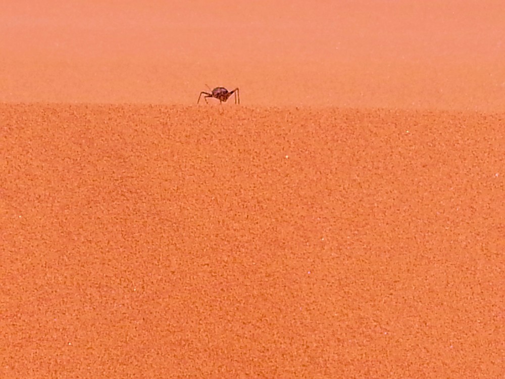 Namibie_Namib_Dunes_2015_Img0097