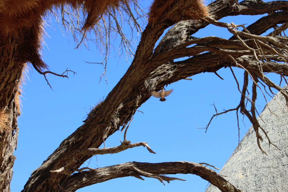 Namibie_Namib_Dunes_2015_Img0105