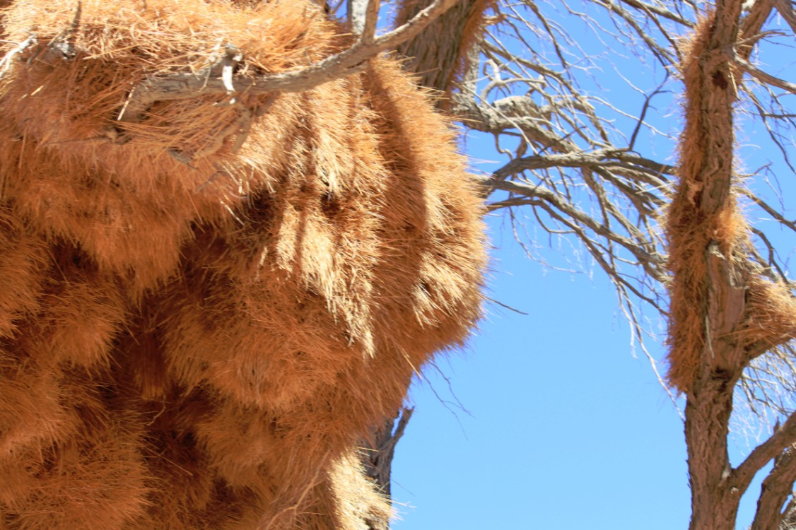 Namibie_Namib_Dunes_2015_Img0106