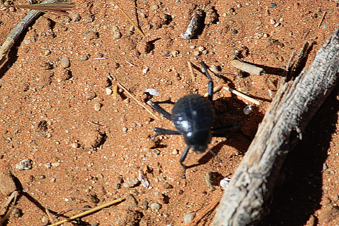 Namibie_Namib_Dunes_2015_Img0112