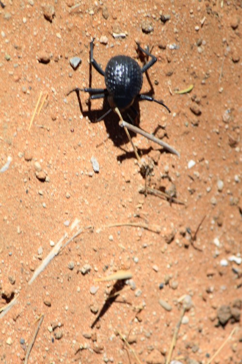 Namibie_Namib_Dunes_2015_Img0113