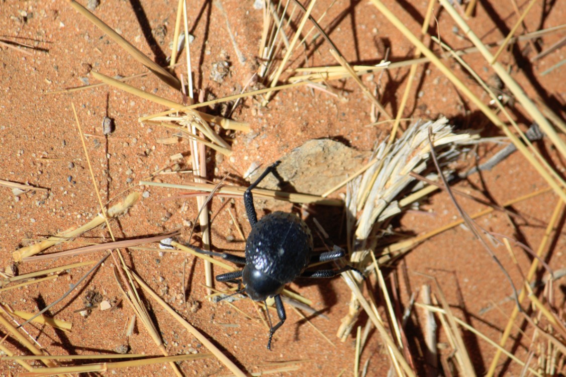 Namibie_Namib_Dunes_2015_Img0114