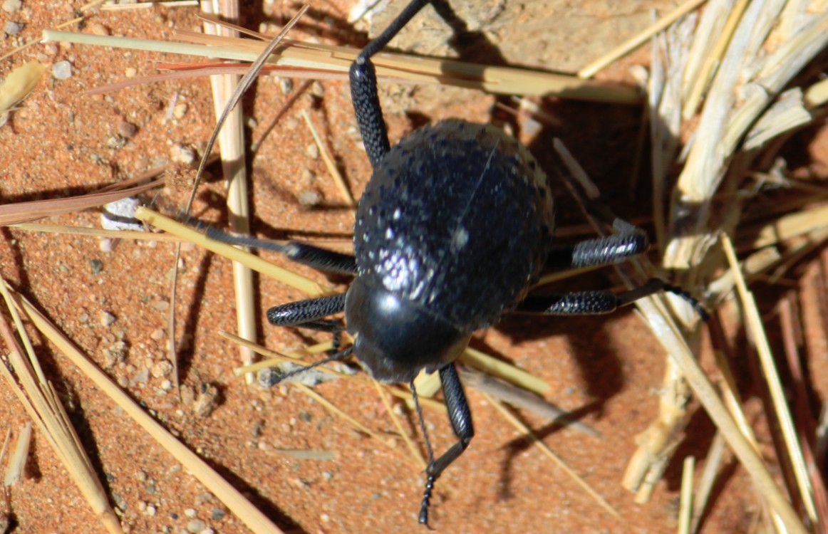 Namibie_Namib_Dunes_2015_Img0115