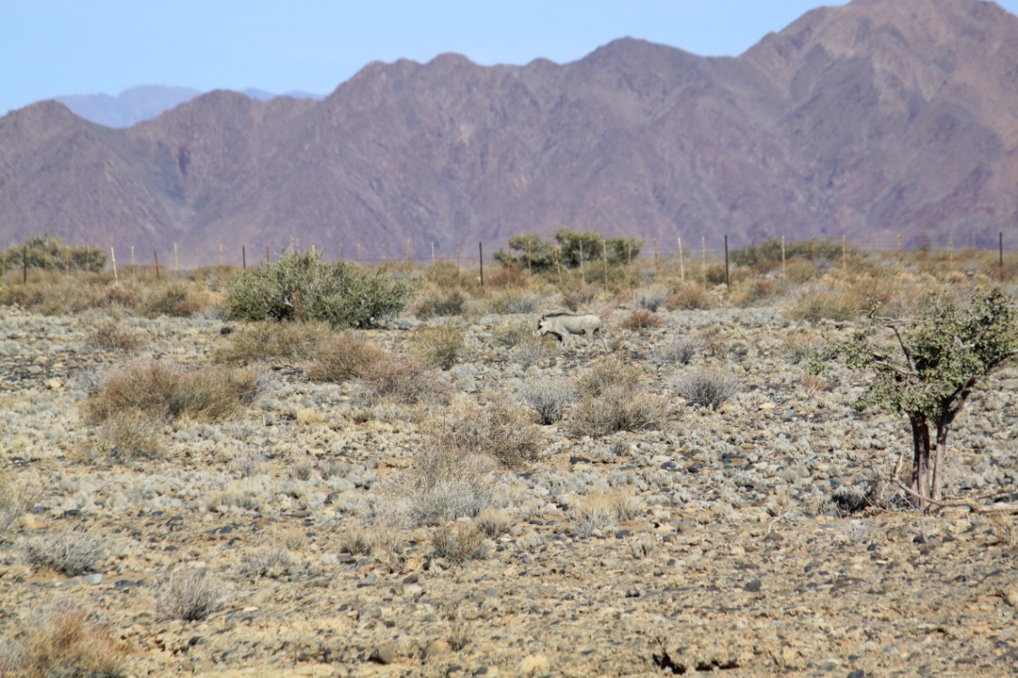 Namibie_Namib_Dunes_2015_Img0118