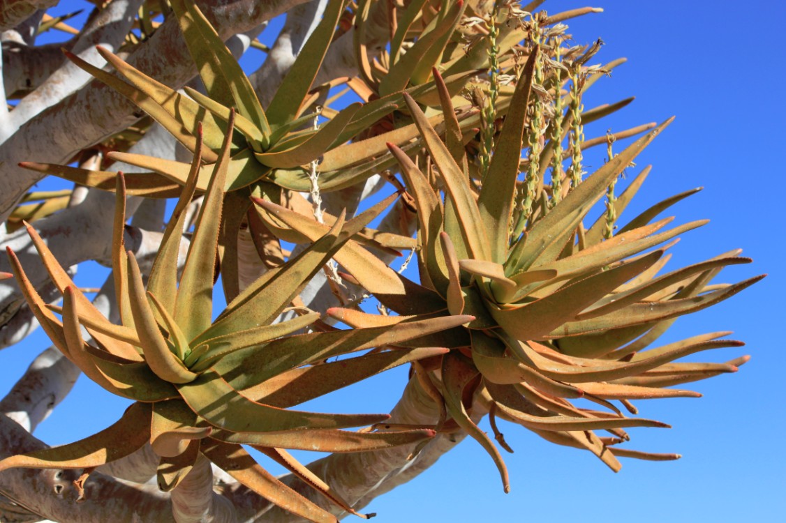 Namibie_Zuid_2015_Img0029