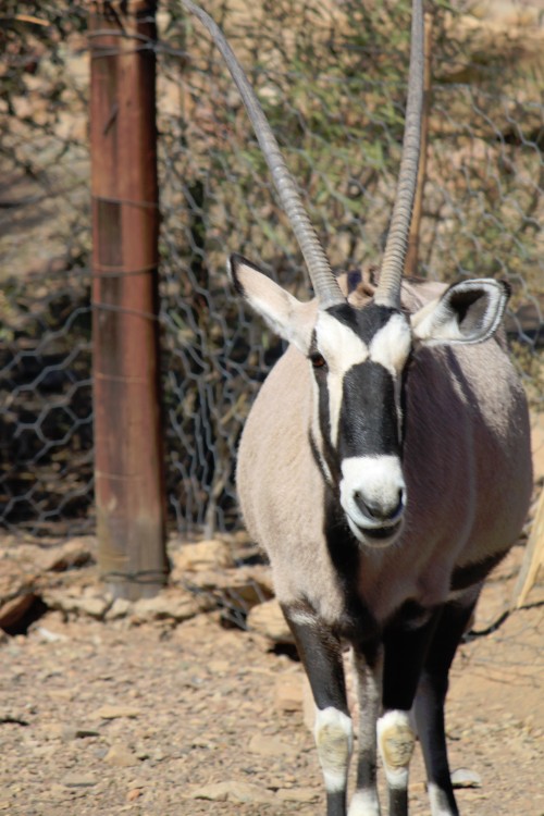 Namibie_Zuid_2015_Img0038