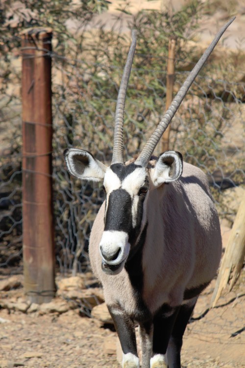 Namibie_Zuid_2015_Img0039