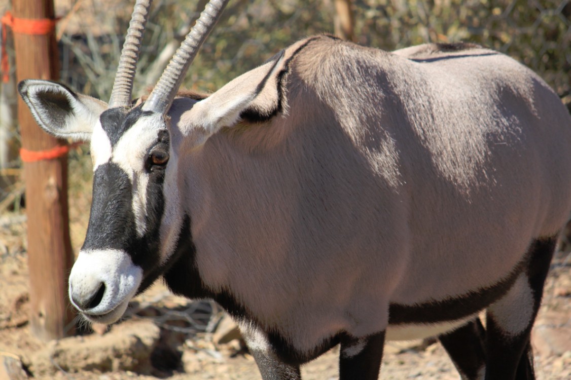 Namibie_Zuid_2015_Img0041