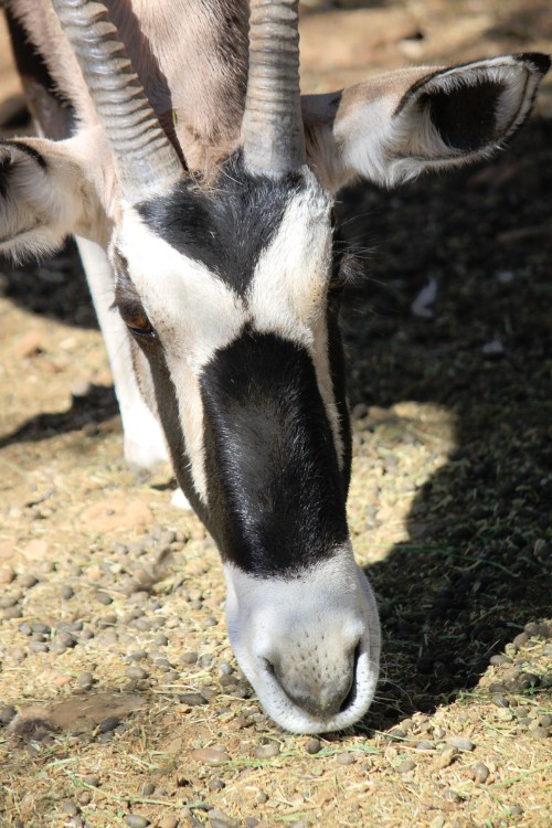 Namibie_Zuid_2015_Img0059