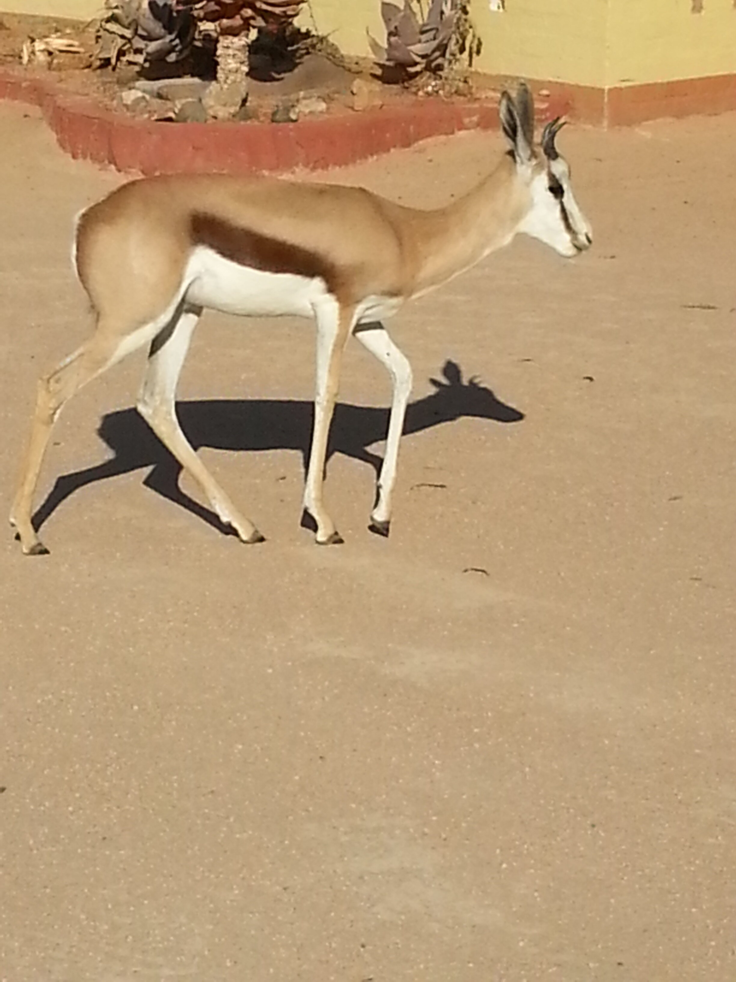 Namibie_Zuid_2015_Img0075g