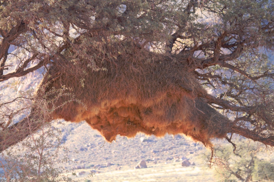 Namibie_Zuid_2015_Img0086