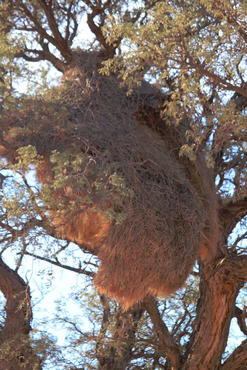 Namibie_Zuid_2015_Img0087