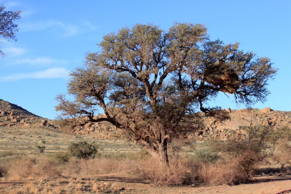 Namibie_Zuid_2015_Img0089