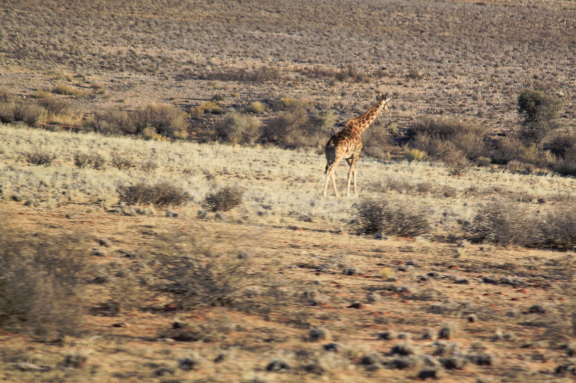 Namibie_Zuid_2015_Img0105